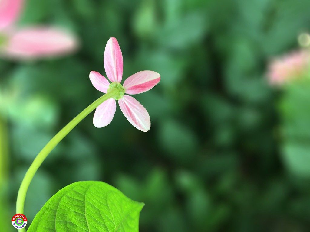 Dinamika Karangan Bunga Medan: Dari Tradisional hingga Modern