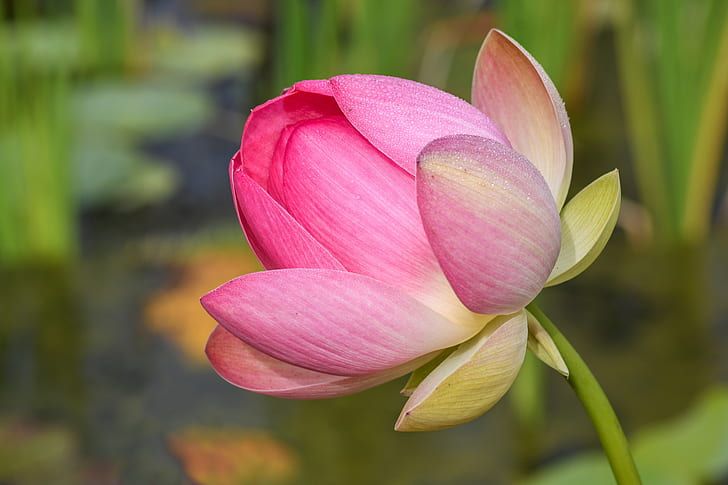 Florist Medan Profesional untuk Semua Acara
